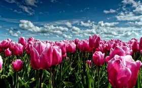 Весна, фиолетовые тюльпаны, цветы поле HD обои