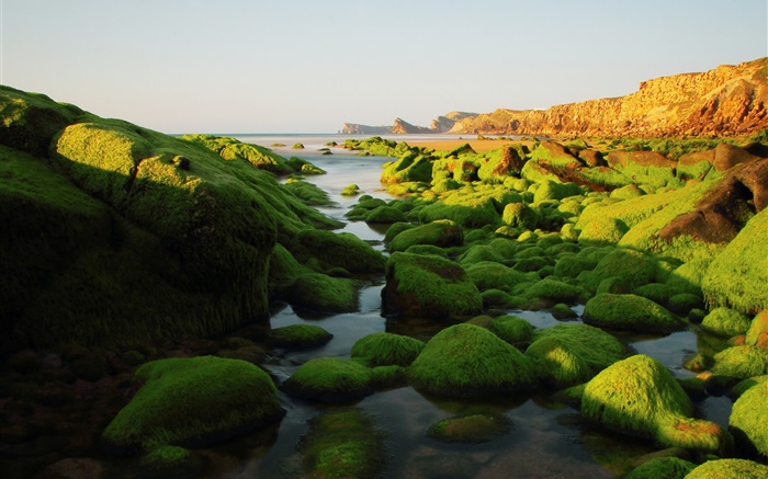 Камни, скалы, водоросли, морские, мох обои,s изображение