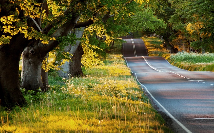 Лето, деревья, трава, дорога, утро, солнечные лучи обои,s изображение