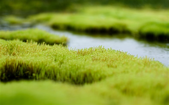 Болото, зеленая трава, вода обои,s изображение