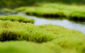 Болото, зеленая трава, вода