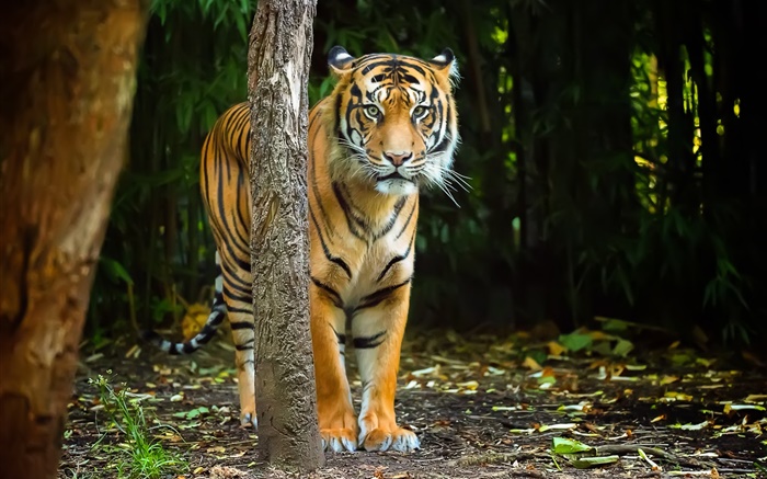 Тигр в лесу, полосы обои,s изображение