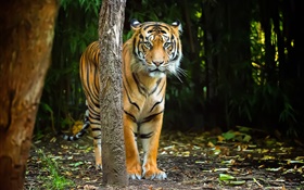 Тигр в лесу, полосы HD обои