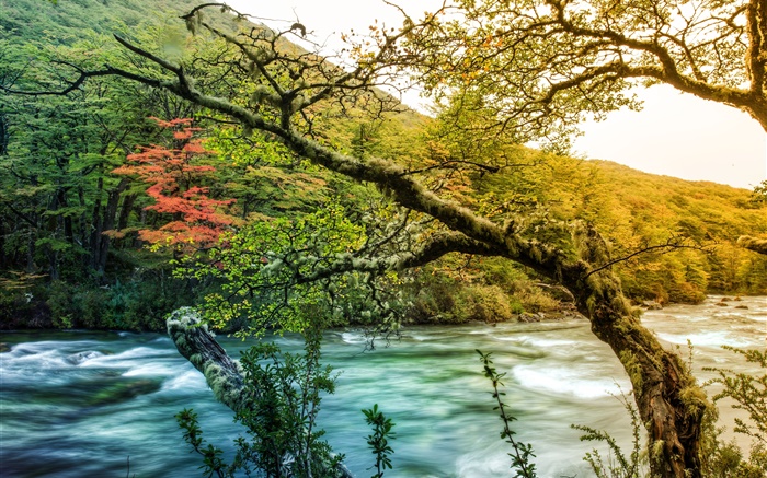 Деревья, река, горы, зеленый мох обои,s изображение