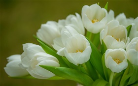 Тюльпаны, белые цветы, букет HD обои