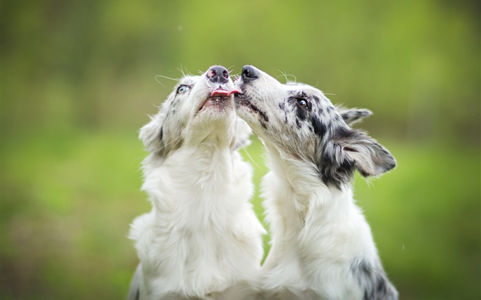 Две собаки играют обои,s изображение