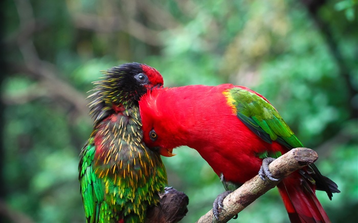 Два попугая, пара, цветы обои,s изображение