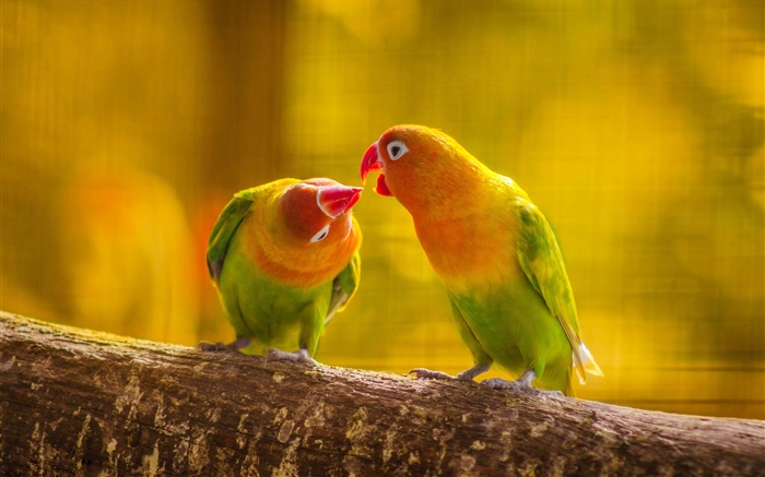 Два попугая, ветви дерева, размытие обои,s изображение