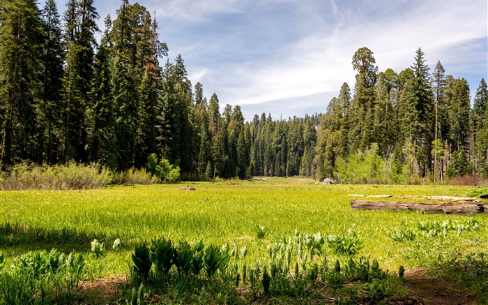 США, Калифорния, Секвойя Национальный парк, лес, деревья, трава обои,s изображение