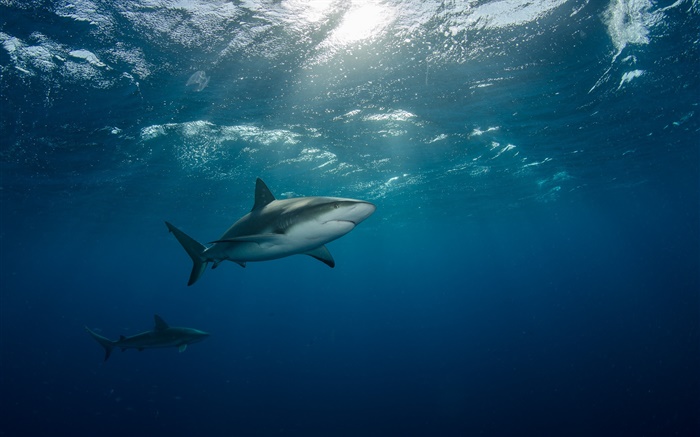 Под водой, море, акула, плавание обои,s изображение