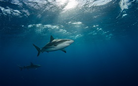 Под водой, море, акула, плавание HD обои