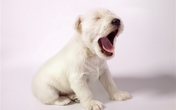 Белая собака, милый щенок зевать обои,s изображение