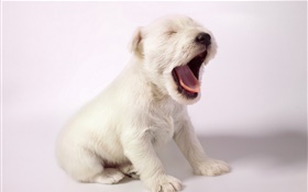 Белая собака, милый щенок зевать