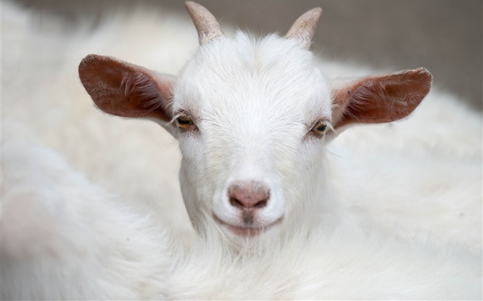Белый козел, рога, лицо, уши обои,s изображение