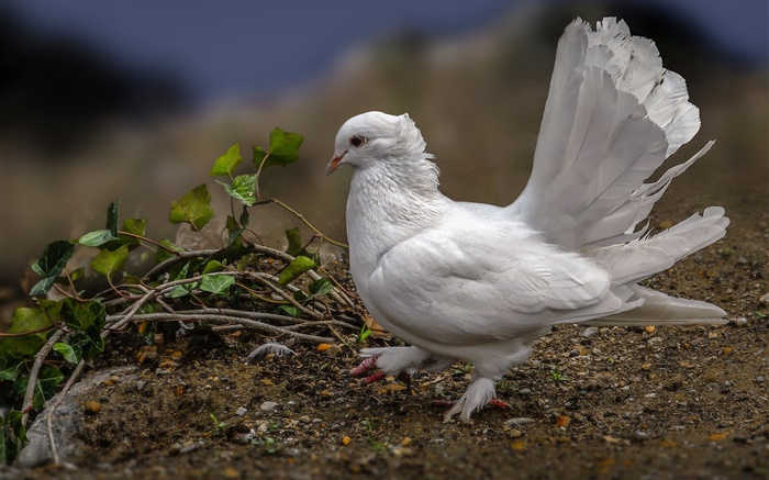 Белый голубь, перья, птицы обои,s изображение