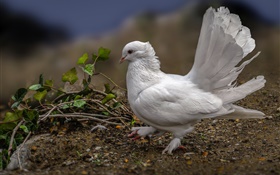 Белый голубь, перья, птицы HD обои