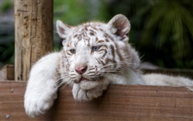 Белый тигр, большая кошка, голубые глаза HD обои