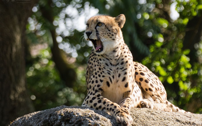 Дикий кот, гепард, зевота обои,s изображение