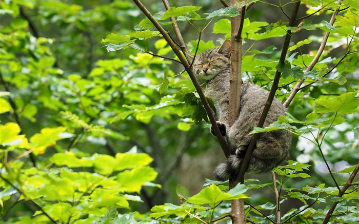 Дикий кот спит на дереве, зеленые листья обои,s изображение