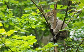 Дикий кот спит на дереве, зеленые листья HD обои