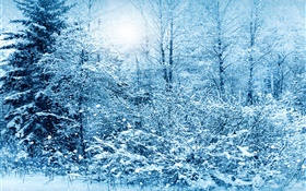 Зима, деревья, ель, белый снег