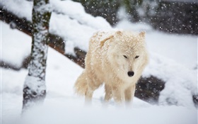 Зима, волк, снег HD обои