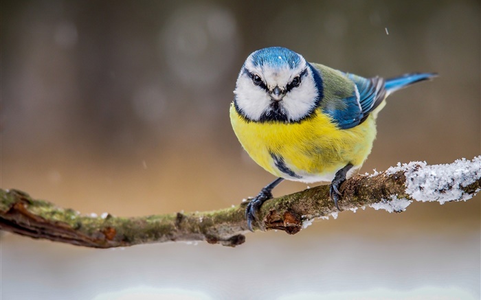 Зима, желтый белый синий перья птицы обои,s изображение