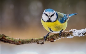 Зима, желтый белый синий перья птицы