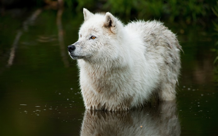 Волк в реке обои,s изображение