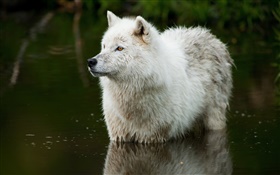 Волк в реке HD обои