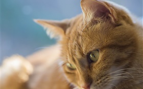 Желтые глаза кошки, лицо HD обои