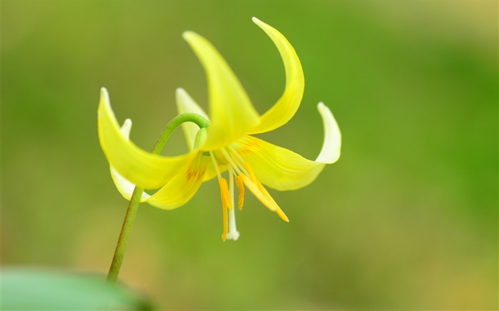Желтый цветок макро, лепестки, тычинки обои,s изображение