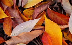 Желтые листья, капли воды, осень