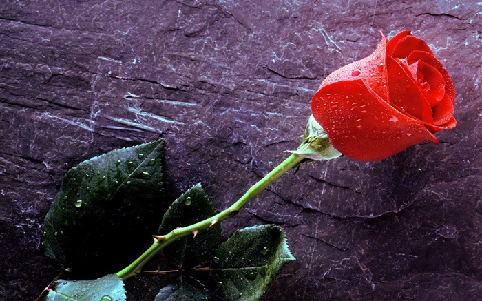 Красная роза, капли воды обои,s изображение