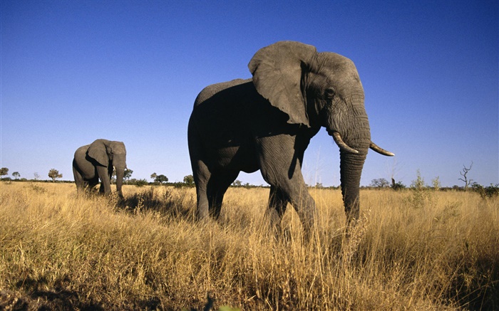 Африканский слон обои,s изображение