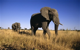 Африканский слон HD обои