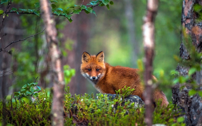 Животное лиса в лесу обои,s изображение