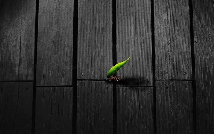 Ant шаг лист, деревянная доска, творческие фотографии обои,s изображение
