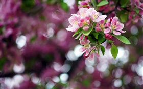 Яблоня, розовые цветы, весна, боке HD обои