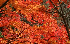 Осень, красивые листья клена, красного цвета, деревья