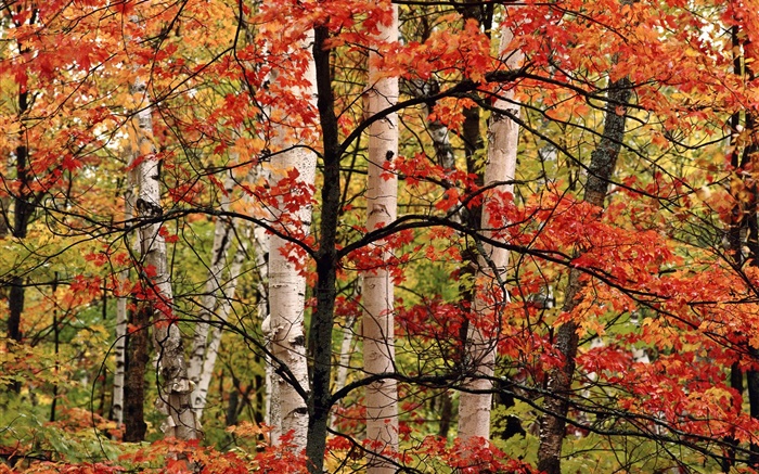 Осень, лес, березы, красные листья обои,s изображение
