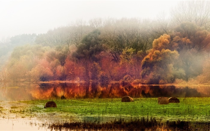 Осень, лес, деревья, пруд, листья, туман, утро обои,s изображение