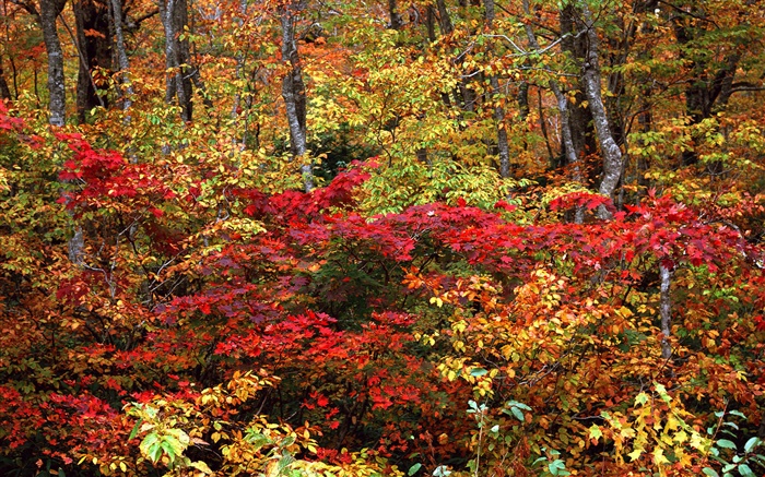 Осенний лес, ветки, красные и желтые листья обои,s изображение