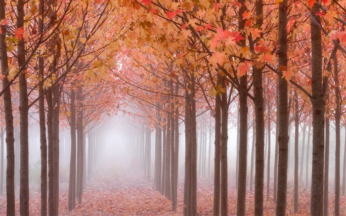 Осеннее утро, деревья, красные листья клена, туман обои,s изображение