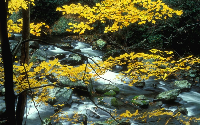 Осень, природа пейзаж, желтые листья, деревья, ручей обои,s изображение