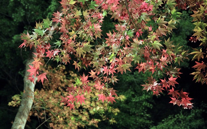 Осень, дерево, зеленые и красные листья клена обои,s изображение