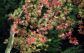Осень, дерево, зеленые и красные листья клена HD обои