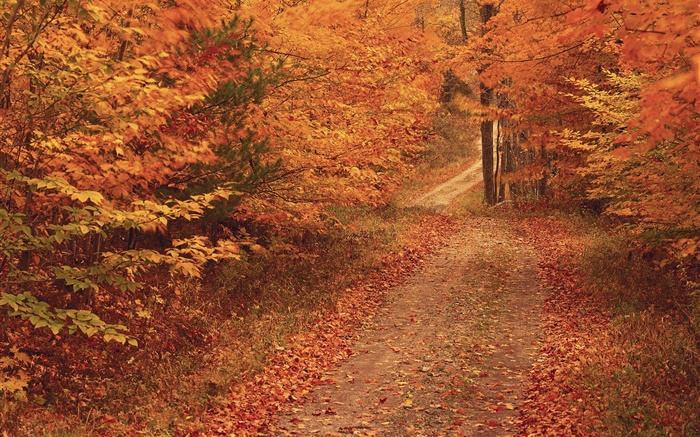 Осень, деревья, дорога, красные листья обои,s изображение