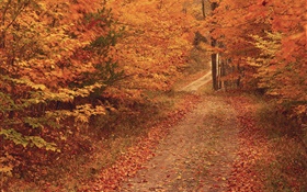 Осень, деревья, дорога, красные листья HD обои