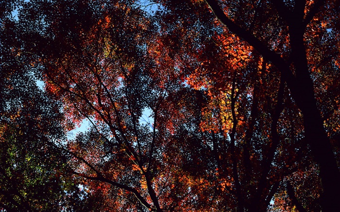Осень, деревья, вид сверху, листья клена обои,s изображение